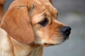 拉布拉多头部特写摄影图片